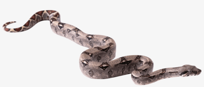 Free Png Snake Png Pics Png Images Transparent - Snake Png Hd, transparent png