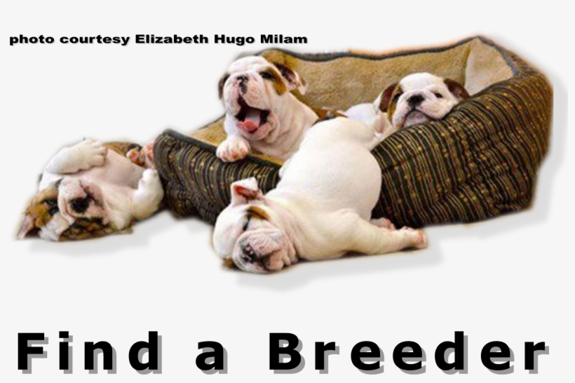 Bulldog Club Of America National Specialty Show Full - Funny New Years Resolution Animal, transparent png