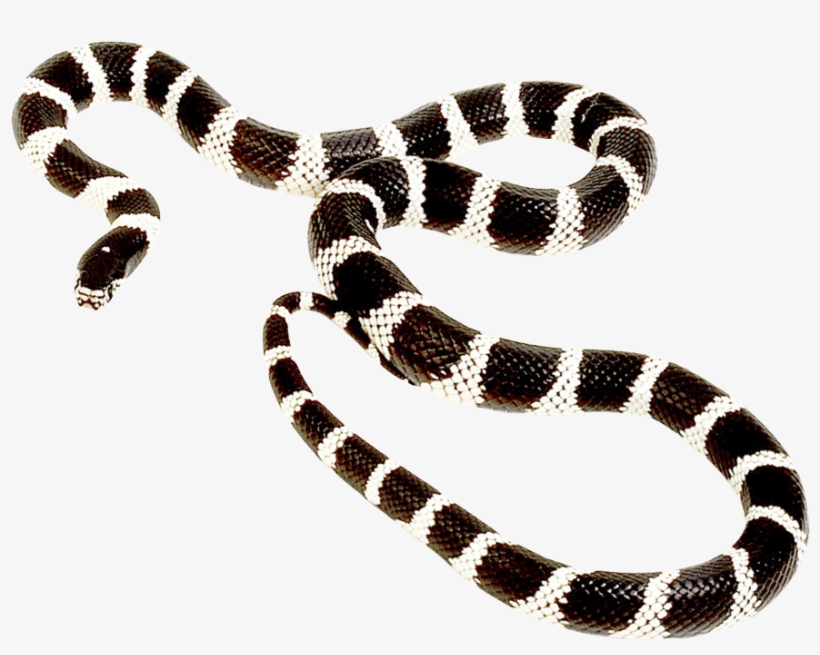 Free Png Snake Png Png Images Transparent - Snake Overlay, transparent png