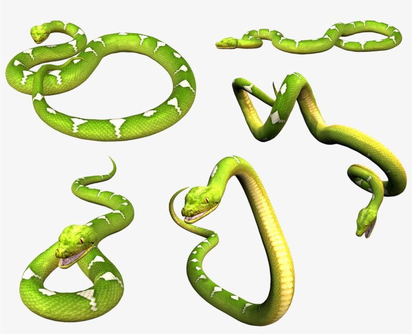 Snake Png - Green Snake Png, transparent png