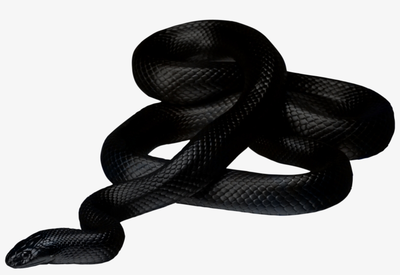Black Snake Png, transparent png