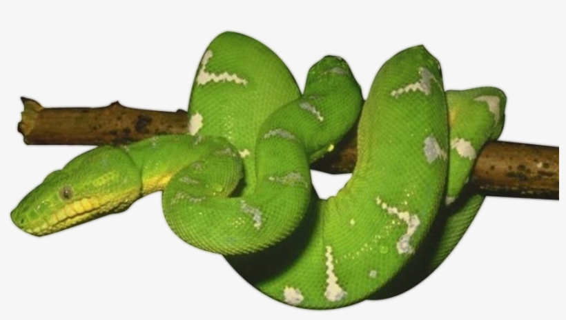 Download Snake Png Transparent Images Transparent Backgrounds - Green Snake Png, transparent png