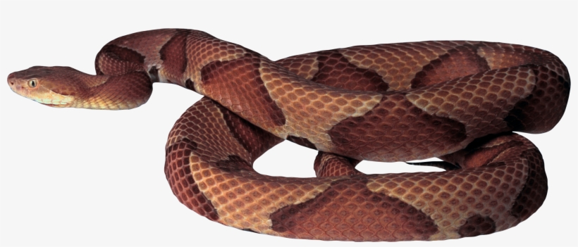 Free Png Brown Snake Png Images Transparent - Brown Tree Snake Transparent, transparent png