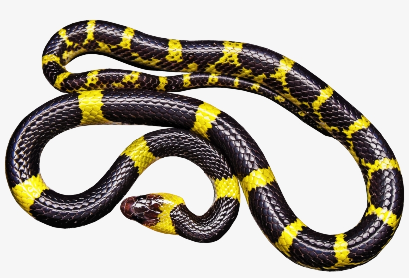 This Free Icons Png Design Of Yellow And Black Snake, transparent png