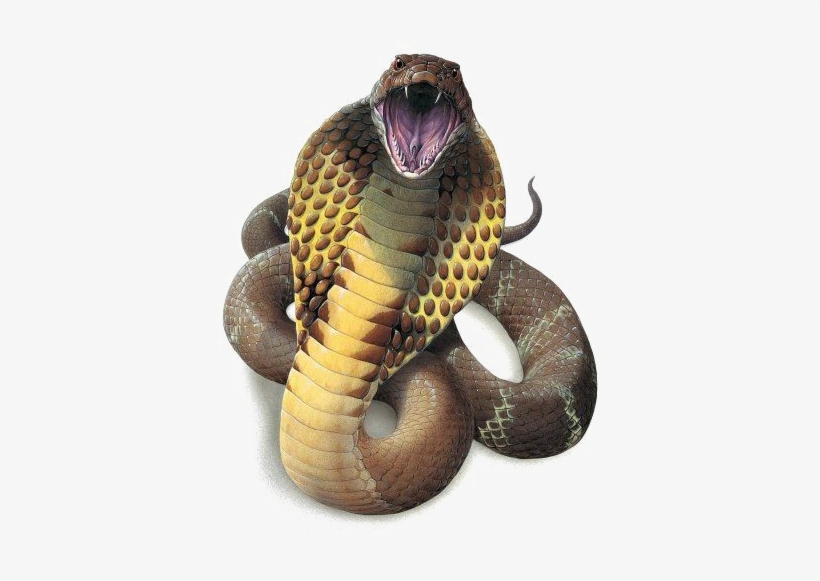 Snake Png High-quality Image - King Cobra Snake Png, transparent png