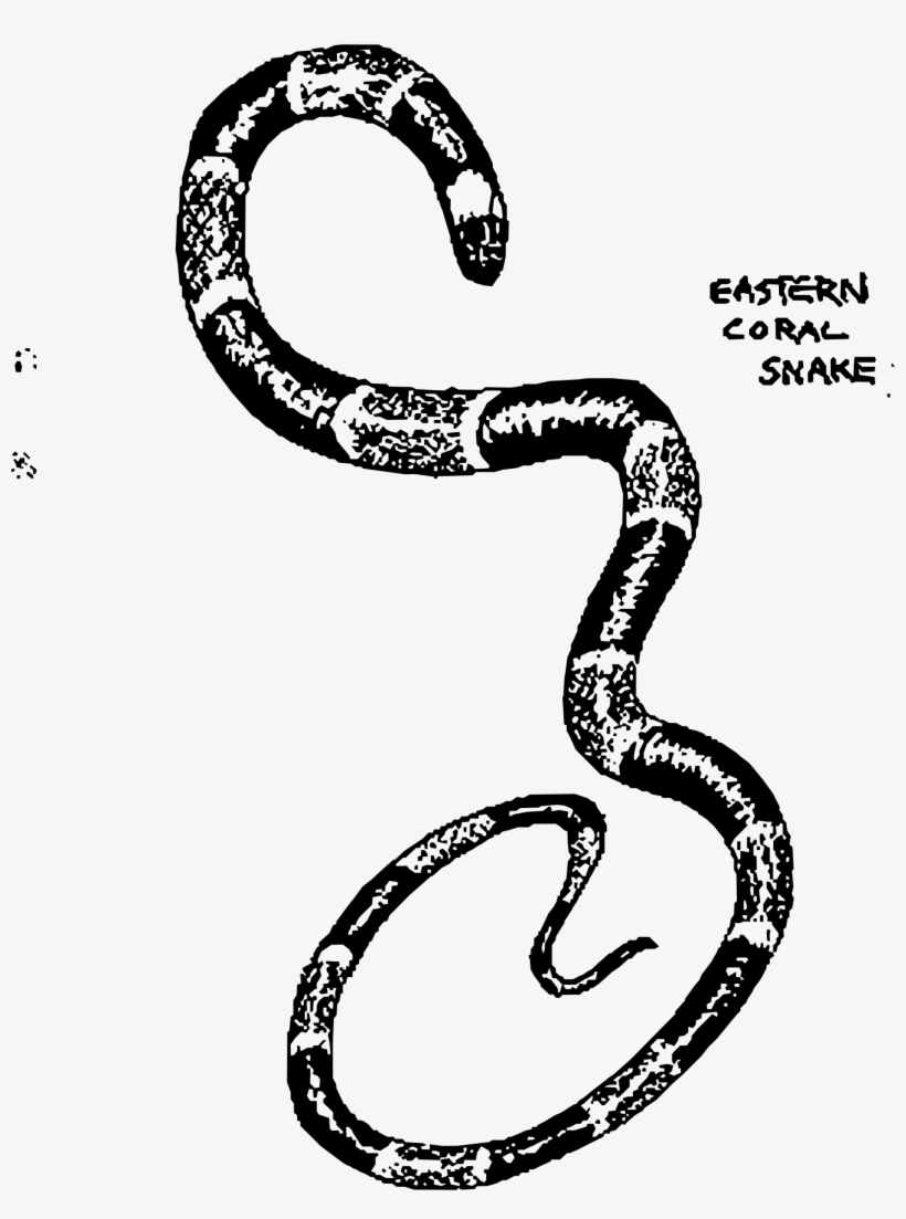 This Free Icons Png Design Of Eastern Coral Snake, transparent png