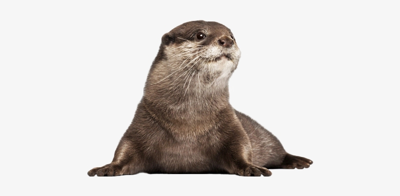 Baby-otter - Otter Png, transparent png