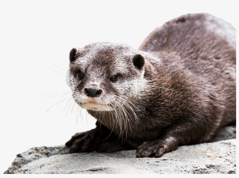 Otter Background Png - Asian Small Clawed Otter Png, transparent png