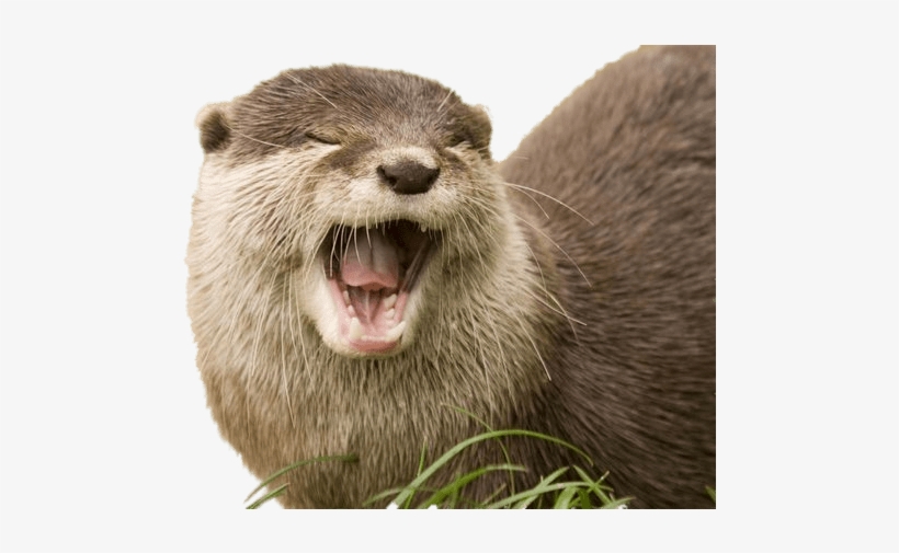 Yawning Otter Transparent Png - Otter Transparent, transparent png