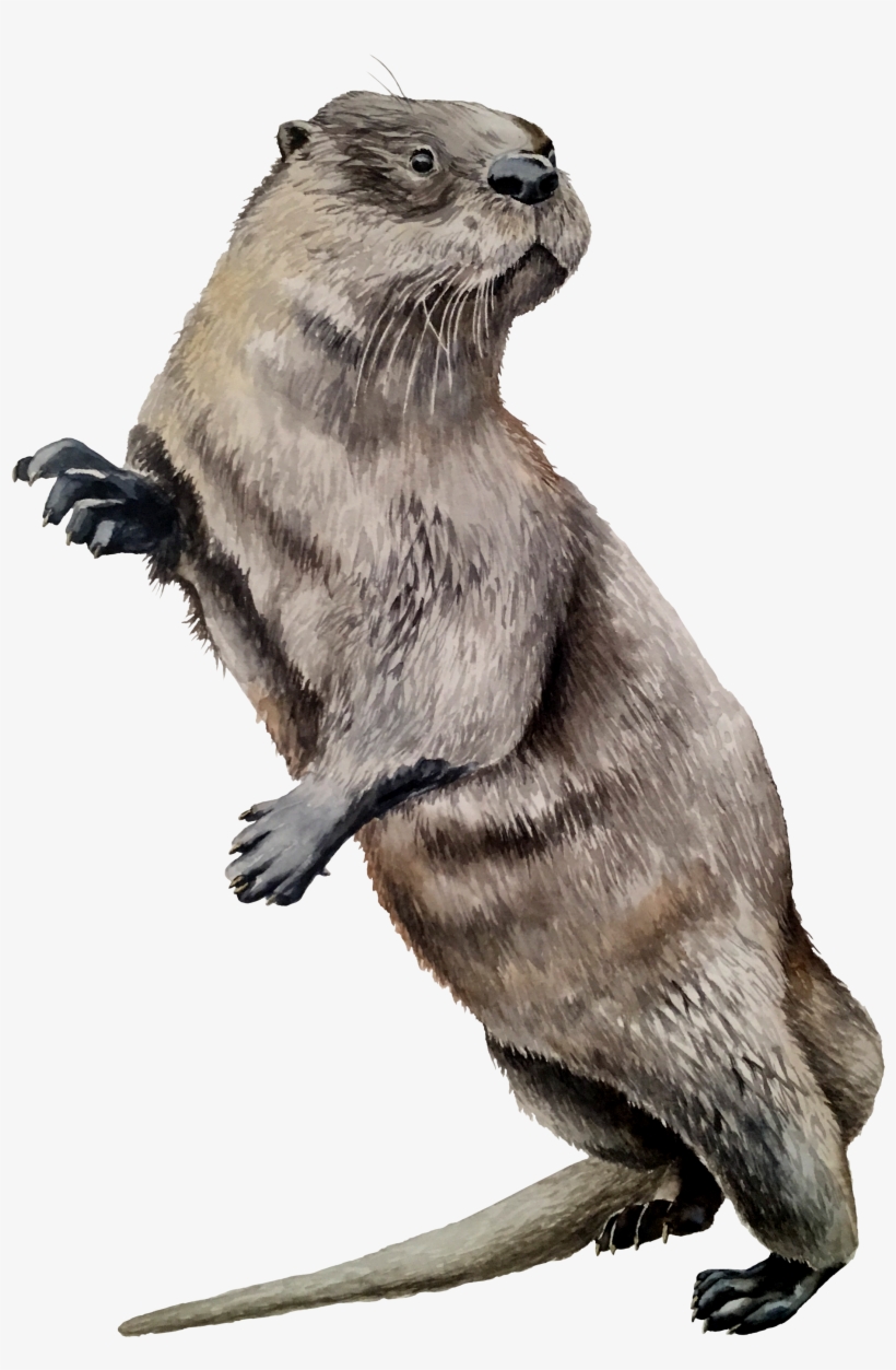 North American River Otter, transparent png