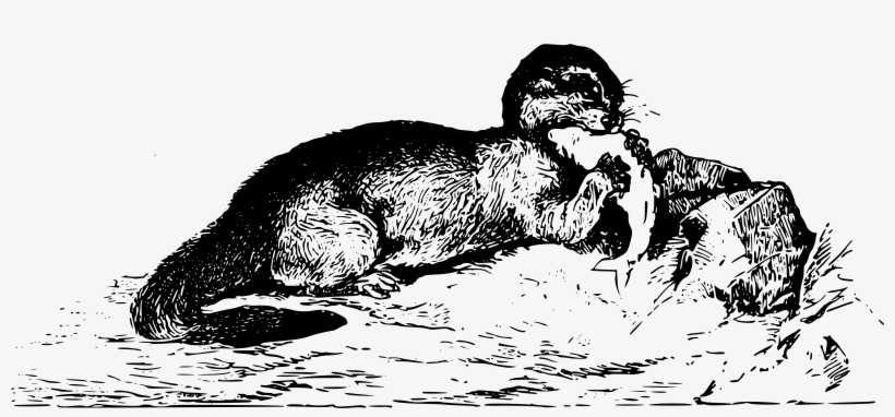 Otter Png, transparent png