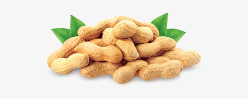 Pagoda Malaysia - Cold Pressed Groundnut Oil, transparent png