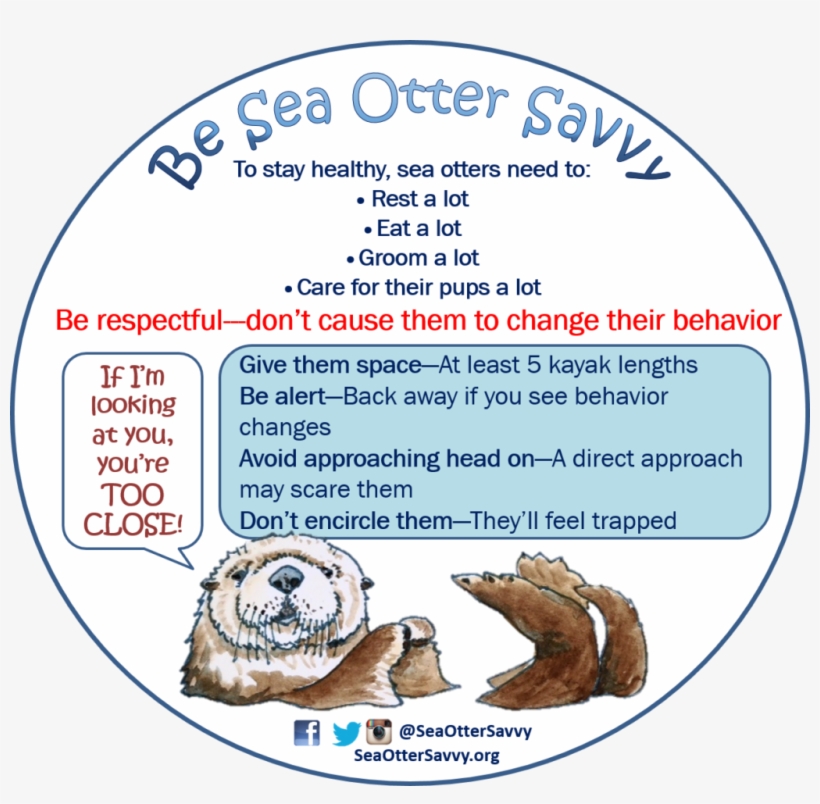 Sea Otter Savvy, transparent png