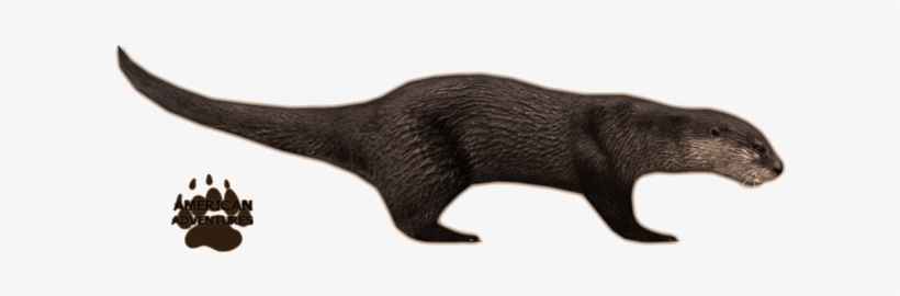Svg Black And White Stock North American River Jimmyzhoopz - River Otter Png, transparent png