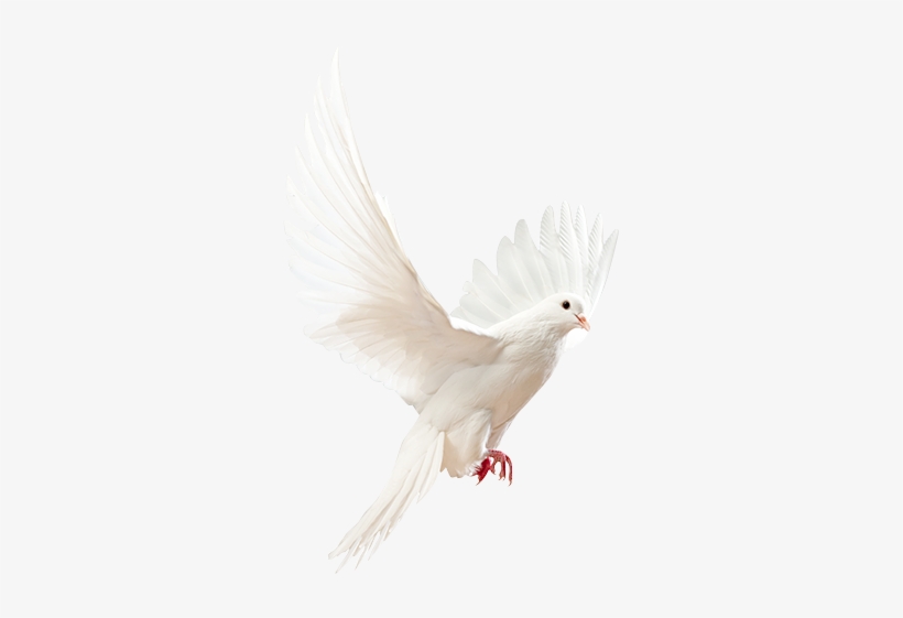 Angel Doves, transparent png