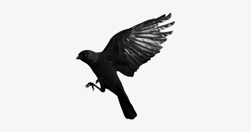 Raven Flying Transparent Png Png Images - Crow Flying Transparent Background, transparent png