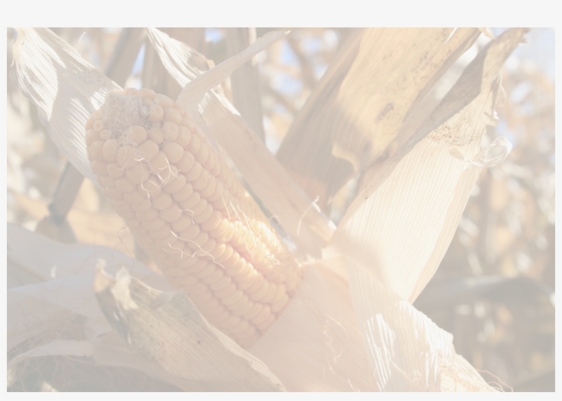 Corn, transparent png