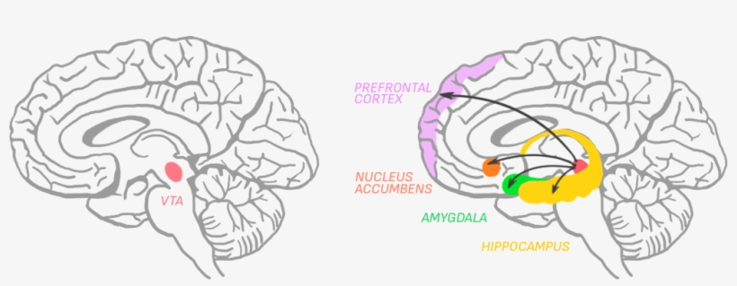 Amygdala Is Responsible For Memory, Decision-making, transparent png