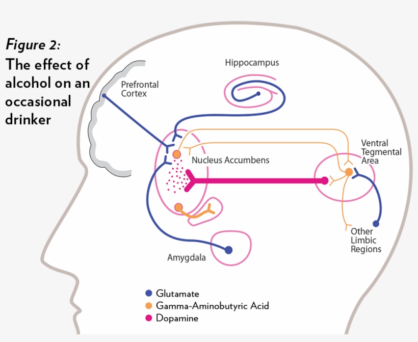 Balancing Act In The Brain, transparent png