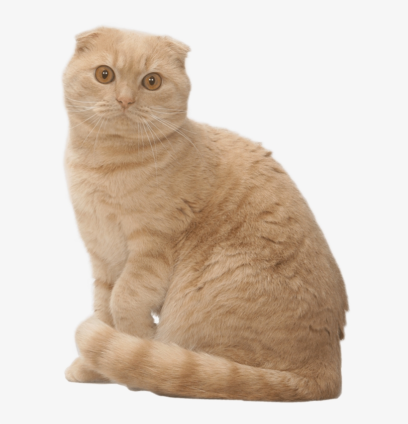 Scottish Fold - 800x800 PNG Download - PNGkit