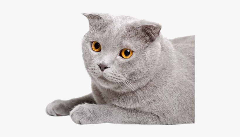 Chartreux Straight Munchkin Cat, transparent png