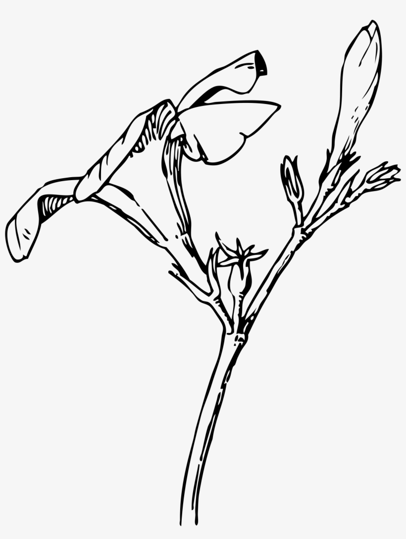 This Free Icons Png Design Of Oleander Flower And Bud, transparent png