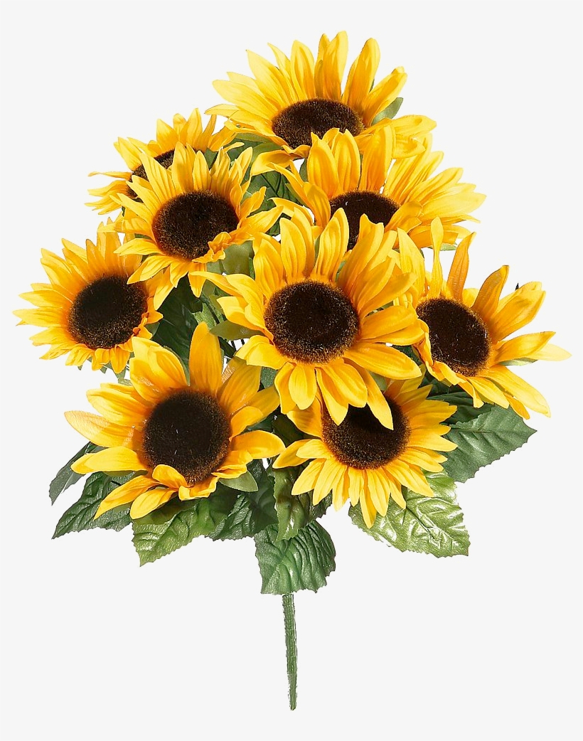 Girasoles, transparent png