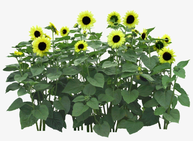 Este Fotos Es Png De Girasol Sobre, transparent png