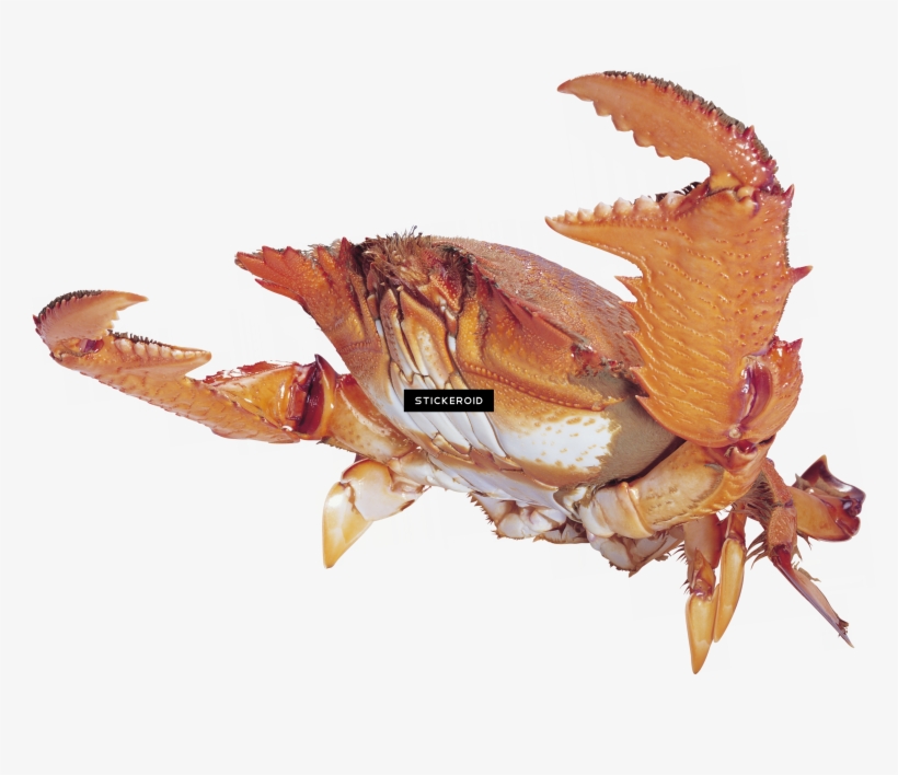 Crab, transparent png