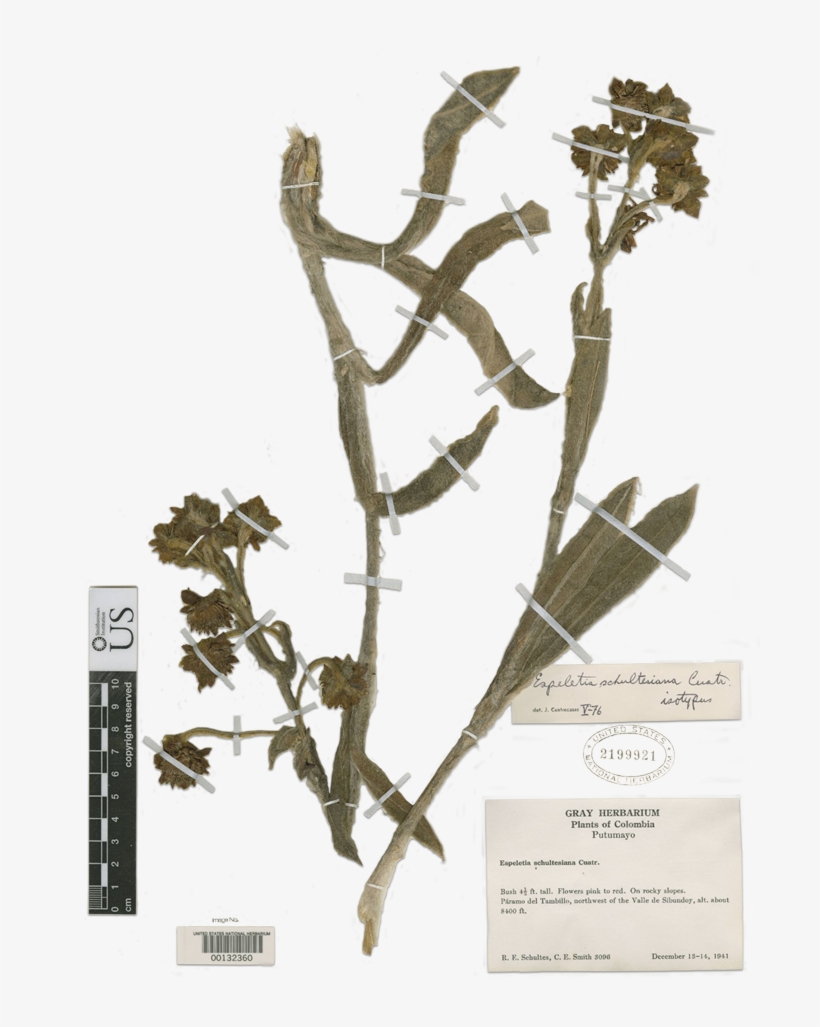 These High Altitude Wetlands Are Important Water Regulators, transparent png