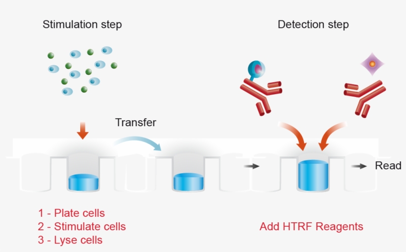 For Detection, Lysates Are Subsequently Transferred, transparent png