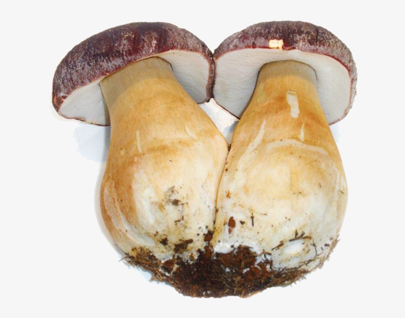 Las Especies Que Se Pueden Comercializar Bajo La Marca, transparent png