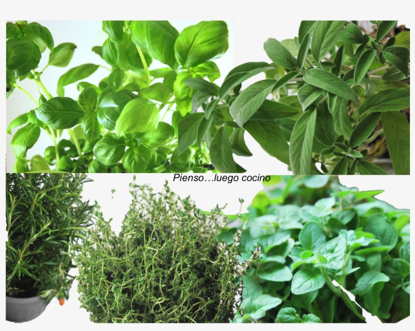 Tarta De Camembert Y Setas, transparent png