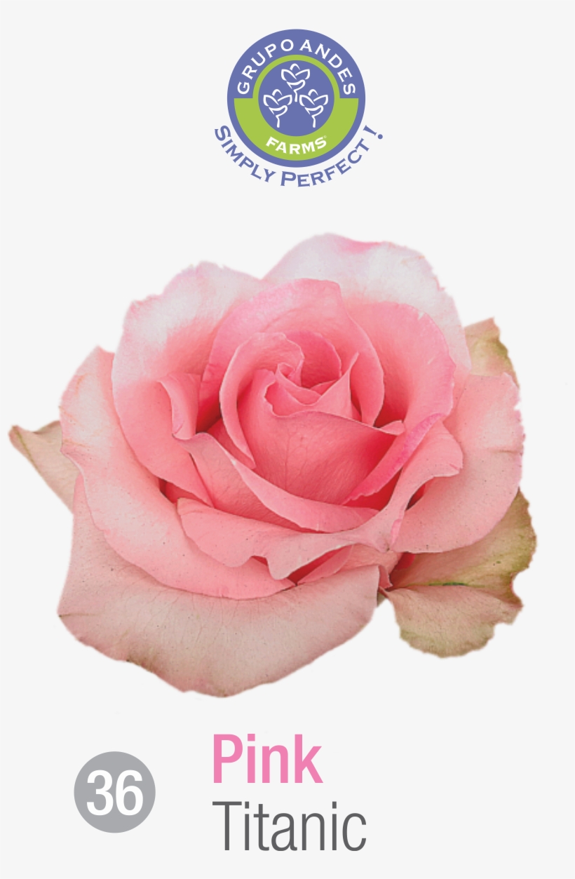 Rosa Variedad Titanic, transparent png