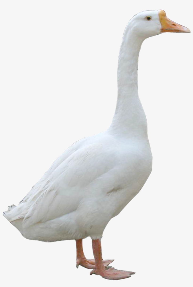 Гусь для детей на прозрачном фоне. Гусь без фона. Гусь сбоку. Фон с гусями. Гусь на прозрачном фоне
