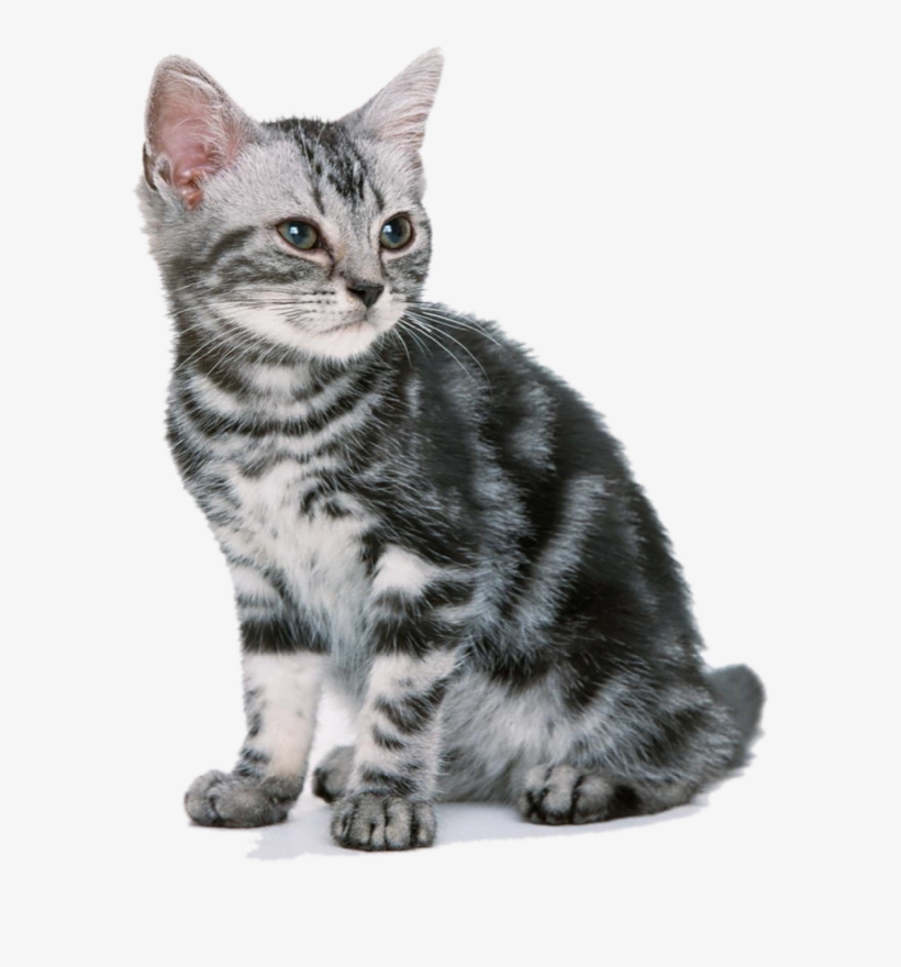 Cat,emoji,real,db 图层9, transparent png