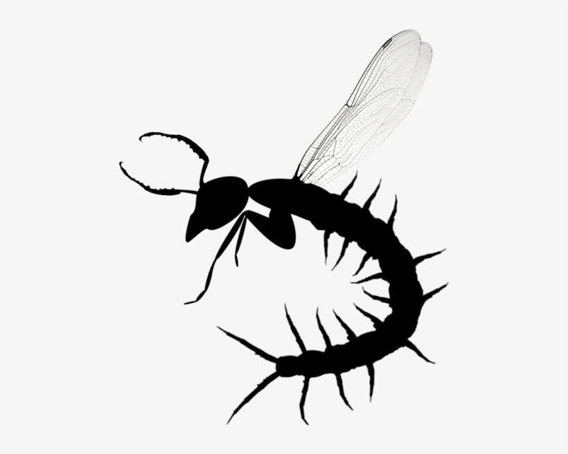 Scarab Jaws For Antennae, Dragonfly Wings, Centipede, transparent png