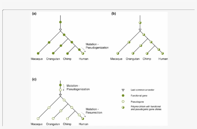 Polymorphic Pseudogenes In Human Populations, transparent png