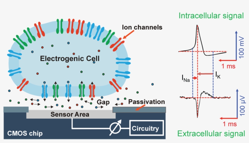 Electrogenic Cells On Chips, transparent png