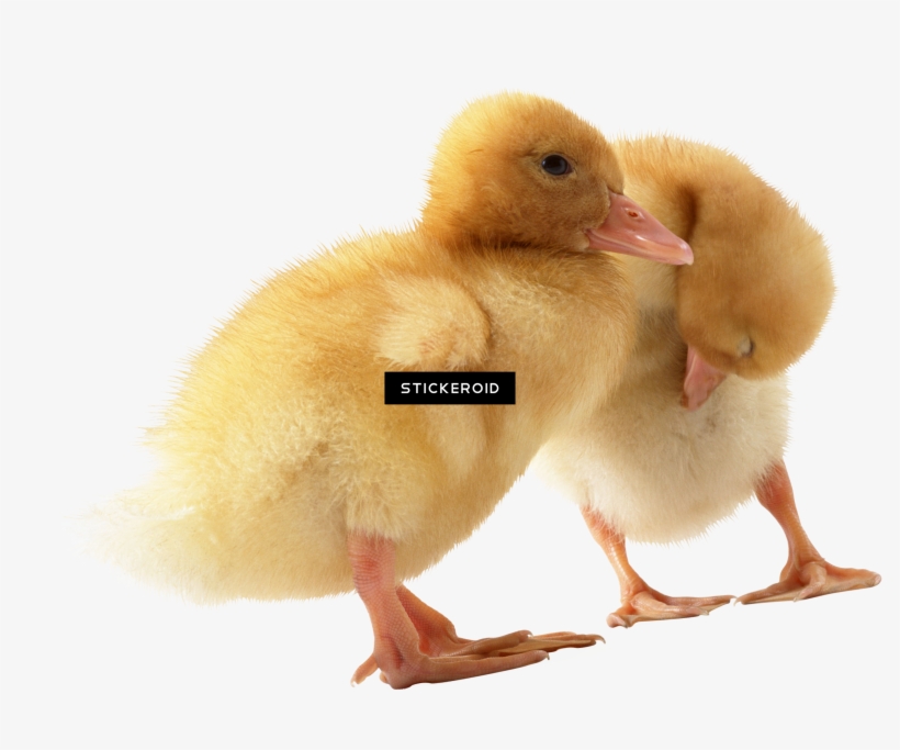 Donald Duck Head, transparent png