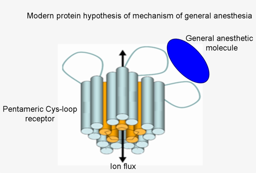 Modern Protein Hypothesis Of Mechanism Of General Anesthesia, transparent png