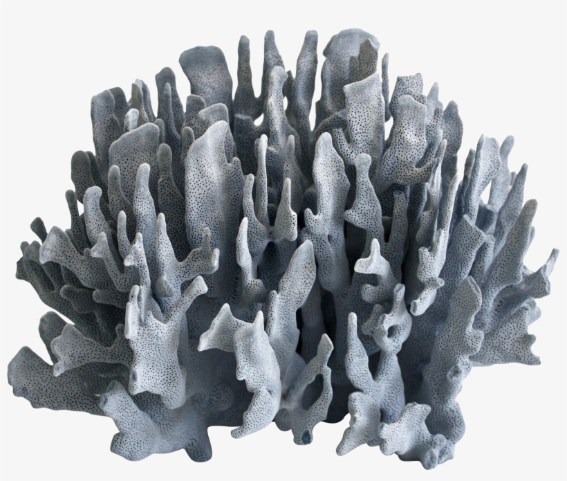 Large Blue Coral Specimen On Chairish, transparent png