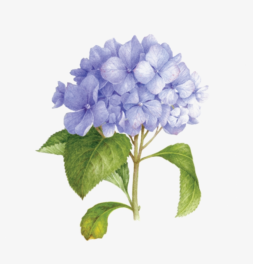 Blue Hydrangea - Scented Floral Temporary Tattoos, transparent png