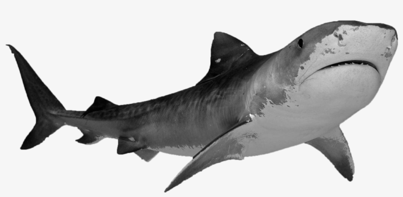 1 2 3 Magnifying Glass Png No Background - Shark With White Background, transparent png