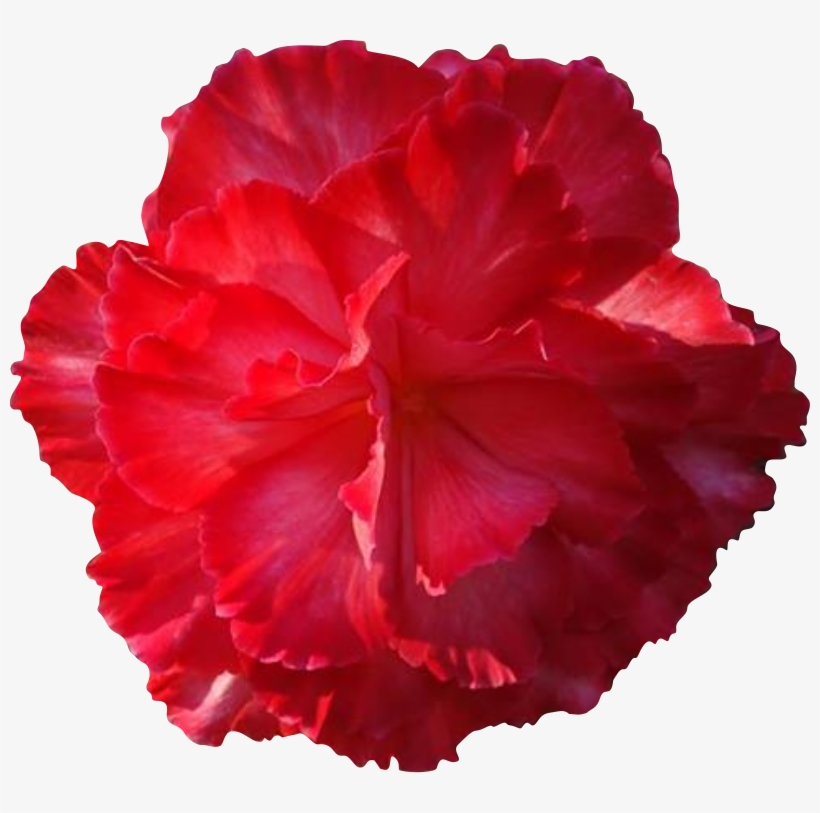 Carnation Clipart Real Flower - Real Flowers Clip Art, transparent png