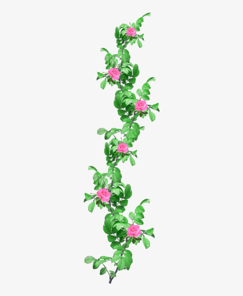 Rose Vine Png - Portable Network Graphics, transparent png