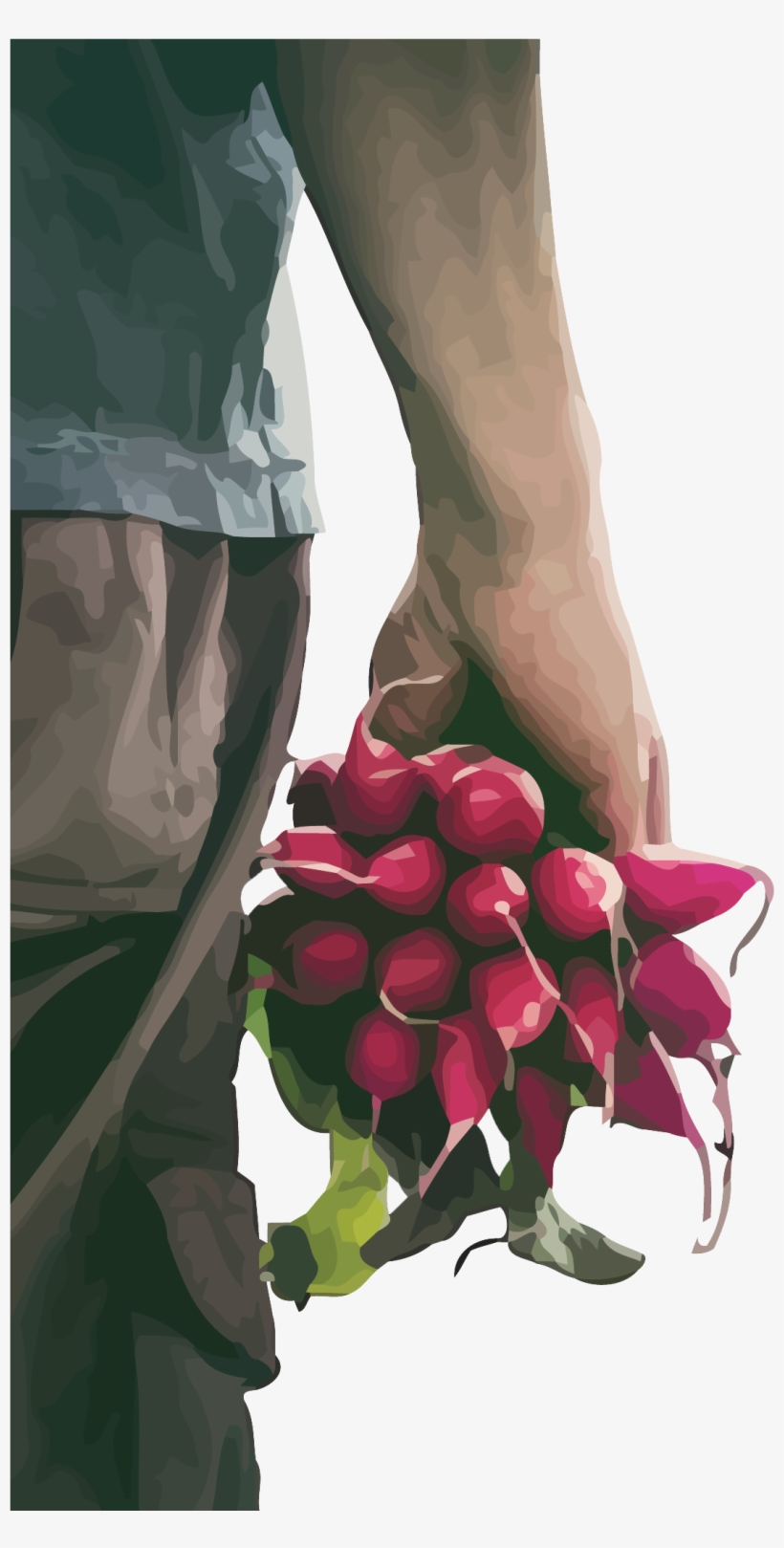 $50 - Radish, transparent png