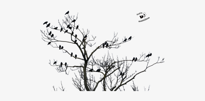 High Resolution Horror Png Clipart - Tree Birds Transparent, transparent png