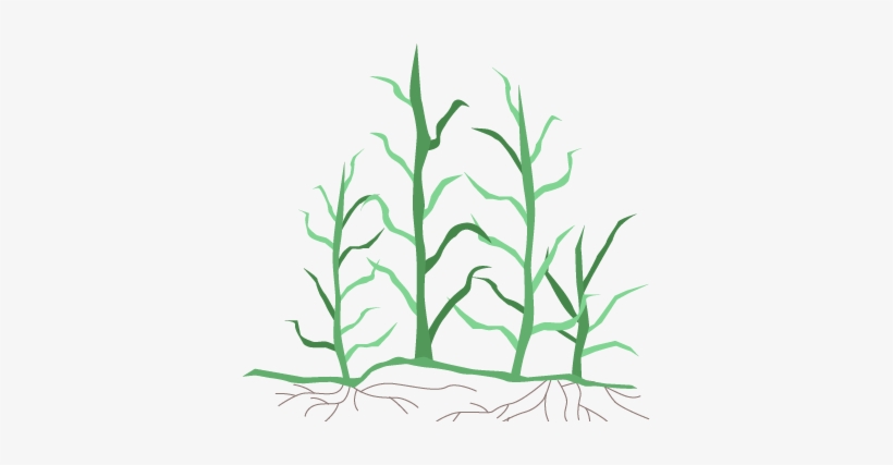 Some Facts About Bermuda Grass - Bermuda Grass Stem Illustration, transparent png