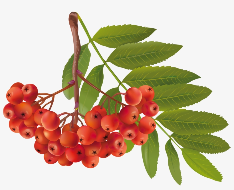 Autumn Png Image Transparent Free Download - Fruit Of Plant Clipart, transparent png